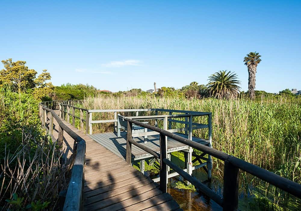 Century City Attractions 7 A wooden boardwalk extends into lush wetlands, surrounded by tall grasses and palm trees under a clear blue sky.