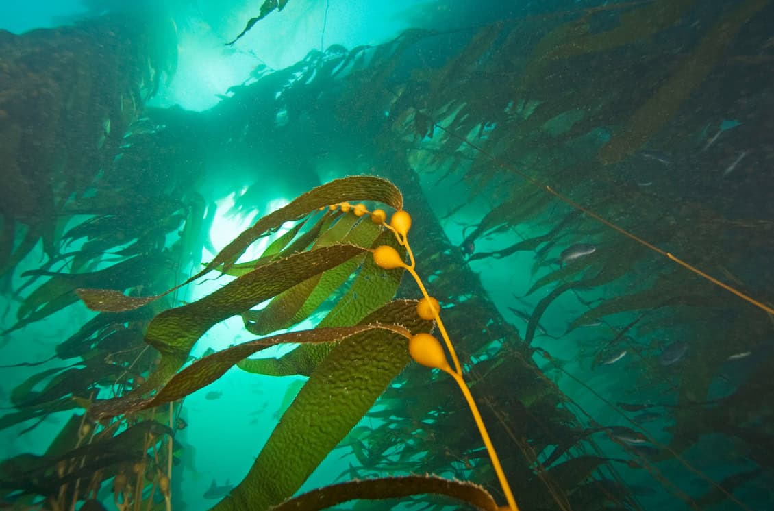 cape-town-underwater-1 Lush kelp forest teeming with marine life, showcasing vibrant diving in Cape Town views of green kelp swaying gently in the ocean currents.