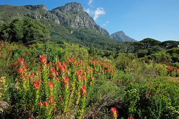 kirstenbosch-gardens-cape-town-2024 Vibrant fynbos vegetation with red-tipped flowers set against the backdrop of lush green mountains in Kirstenbosch Botanical Gardens, Cape Town, South Africa.