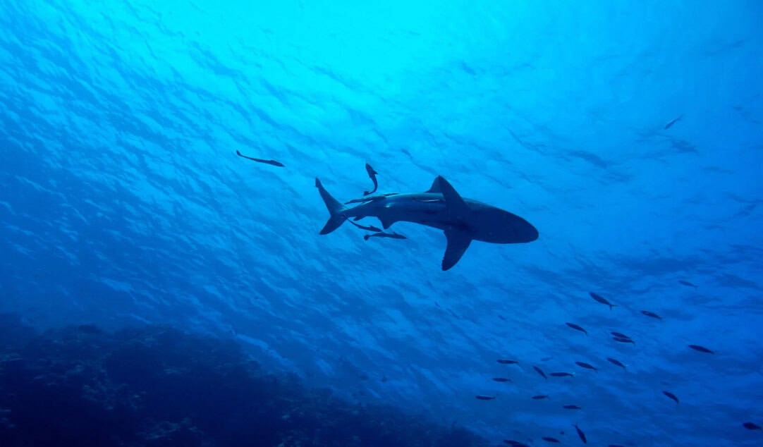 shark-diving-cape-town Underwater scene showing a shark swimming alongside several smaller fish in deep blue waters, highlighting marine life and the symbiotic relationship between the shark and remoras.